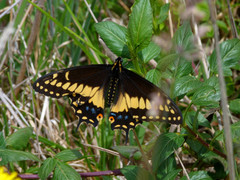 Papilio polyxenes americus
