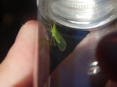 Rhynchomitra microrhina