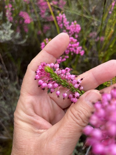Image of Erica gracilipes by (c) Charleen Brunke, some rights reserved (CC BY)