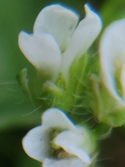 Capsella bursa-pastoris