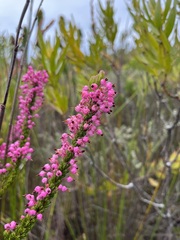 Erica gracilipes