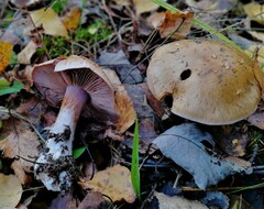Cortinarius triumphans