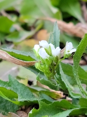Capsella bursa-pastoris