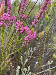 Erica gracilipes