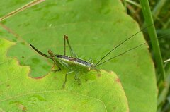 Conocephalus dorsalis