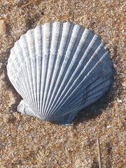 Argopecten irradians