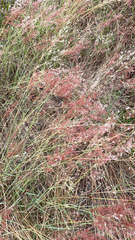 Melinis repens