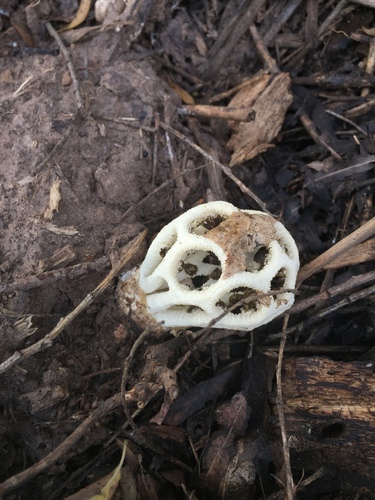 Clathrus chrysomycelinus