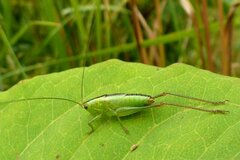 Conocephalus dorsalis