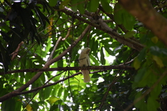 Cacatua goffiniana