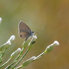 Hemiargus ceraunus