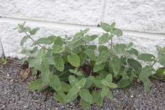 Nepeta × faassenii