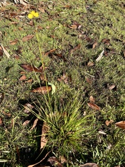 Xyris elliottii