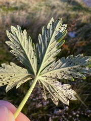Phragmidium potentillae