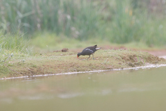 Gallinula chloropus meridionalis