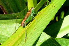 Conocephalus dorsalis