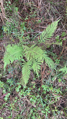 Pelazoneuron kunthii