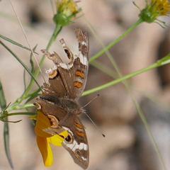 Junonia grisea