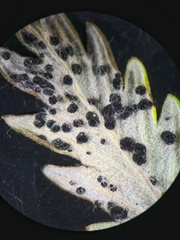 Phragmidium potentillae