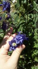 Aquilegia vulgaris