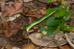 Philothamnus hoplogaster