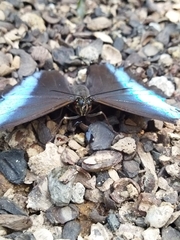 Morpho