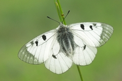 Parnassius mnemosyne