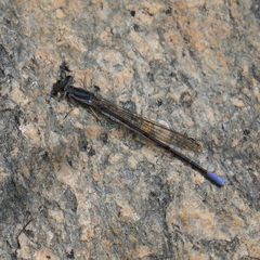 Argia hinei