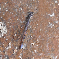Argia hinei