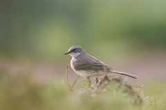Motacilla capensis