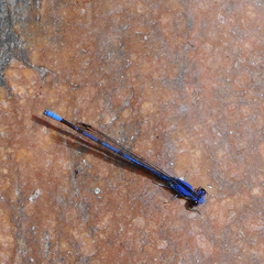 Argia extranea