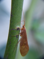 Limnephiloidea
