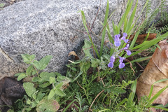 Nepeta × faassenii