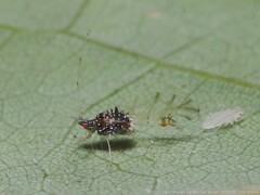 Drepanaphis carolinensis