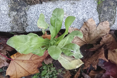 Calendula officinalis