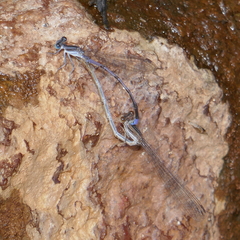 Argia hinei
