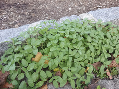 Nepeta × faassenii