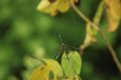 Micrathyria aequalis
