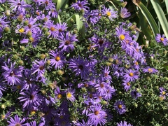 Symphyotrichum oblongifolium