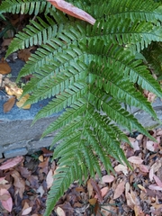 Dryopteris