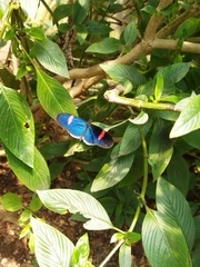 Heliconius erato cyrbia