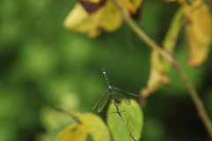 Micrathyria aequalis