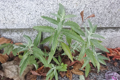 Caryopteris × clandonensis