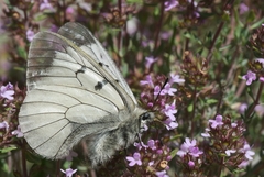 Parnassius mnemosyne