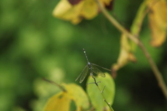 Micrathyria aequalis