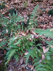 Dryopteris