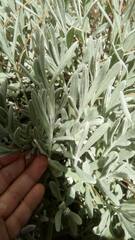 Lavandula