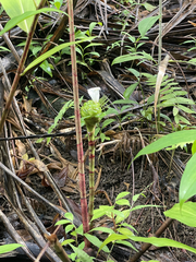Costus dubius