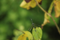 Micrathyria aequalis