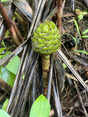 Costus dubius